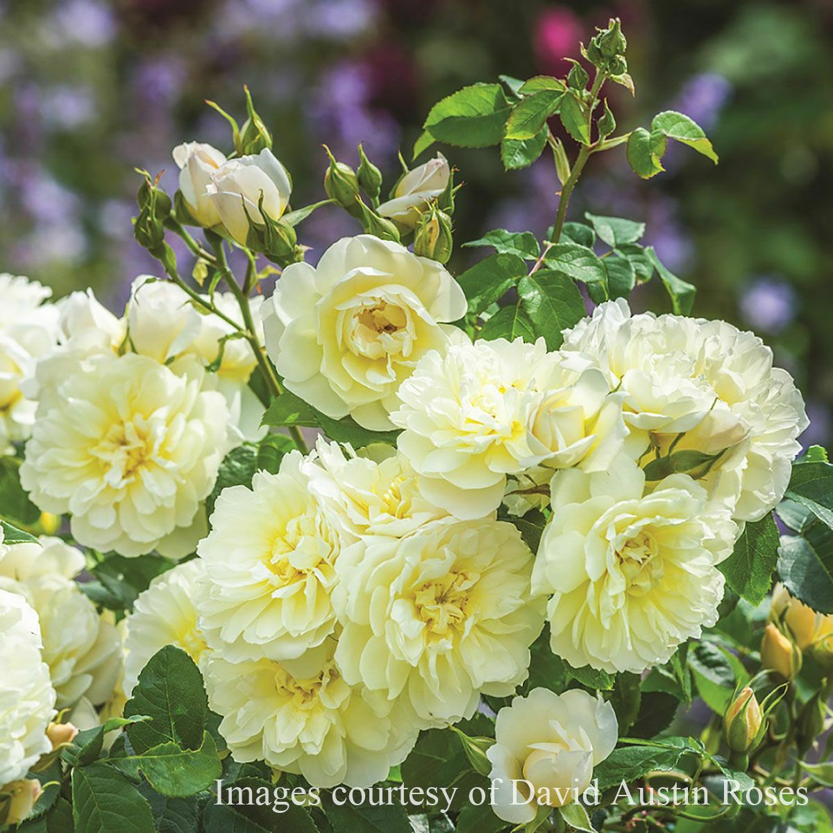 バラ苗大苗ER6L専用角鉢(イングリッシュローズ) | THE ROSE SHOP｜バラ