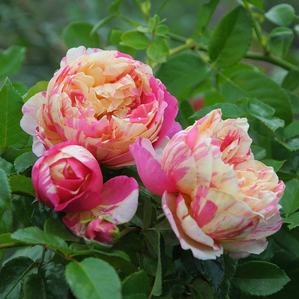 バラ苗 【エドゥアールマネ】 (大苗) シュラブ 半つる性 四季咲き 中