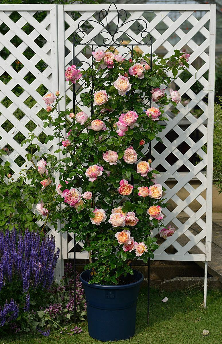 バラ苗エドゥアールマネ