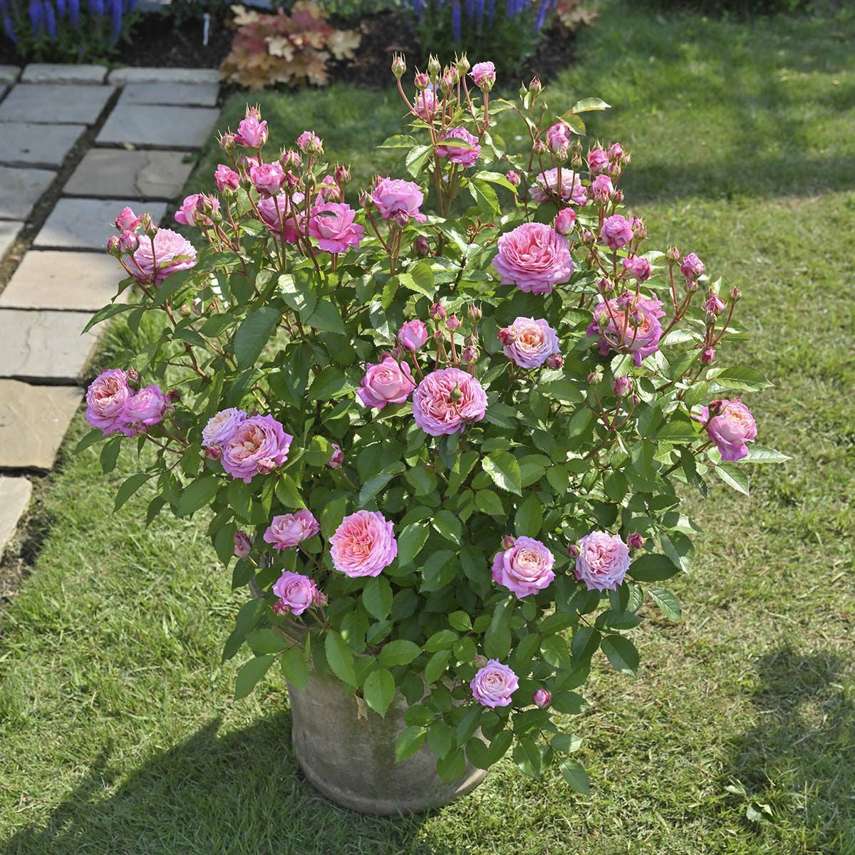 バラ苗フルレット