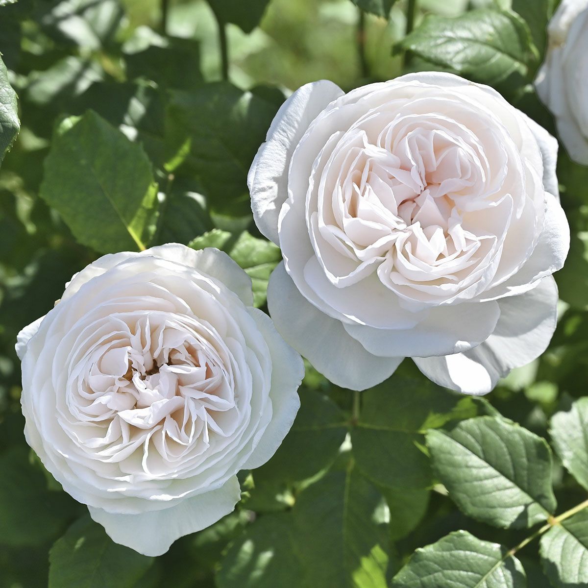 フレンチローズ | THE ROSE SHOP｜バラ専門店 ザローズショップ 本店