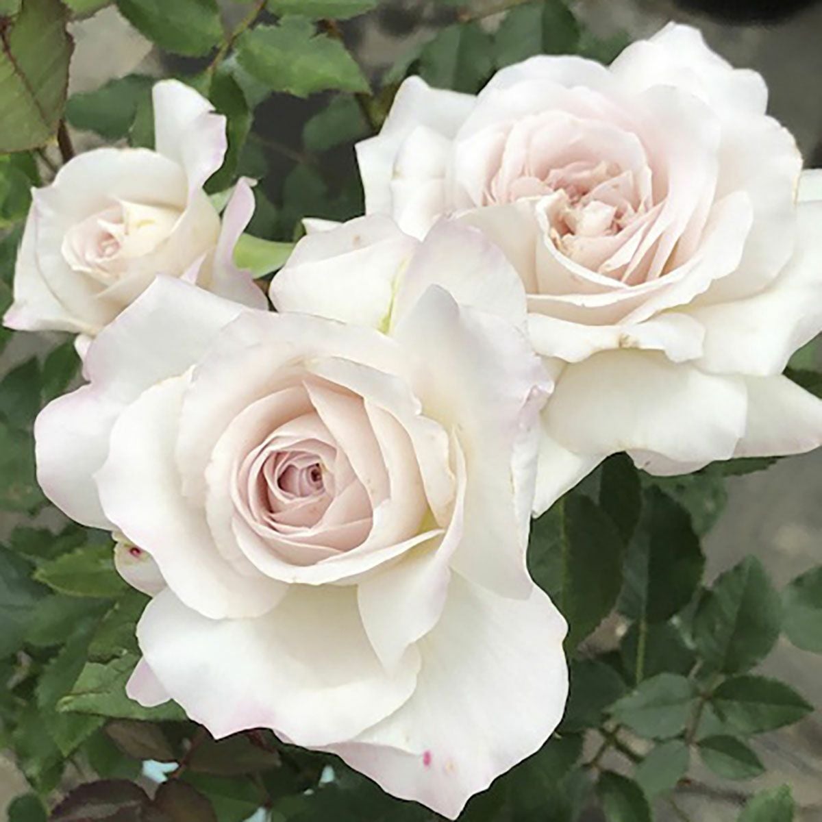 バラ苗大苗オリジナル角鉢6号（河本） | THE ROSE SHOP｜バラ専門店 ザ