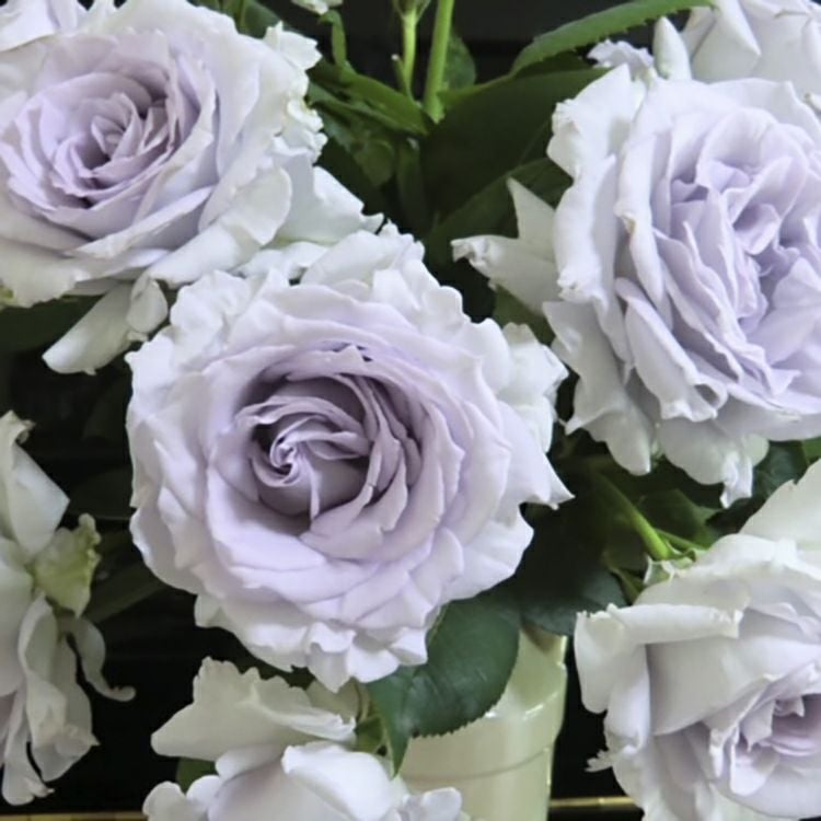 予約苗 バラ苗 【亜欧 (あお)】 (大苗裸苗) ハイブリッドティー