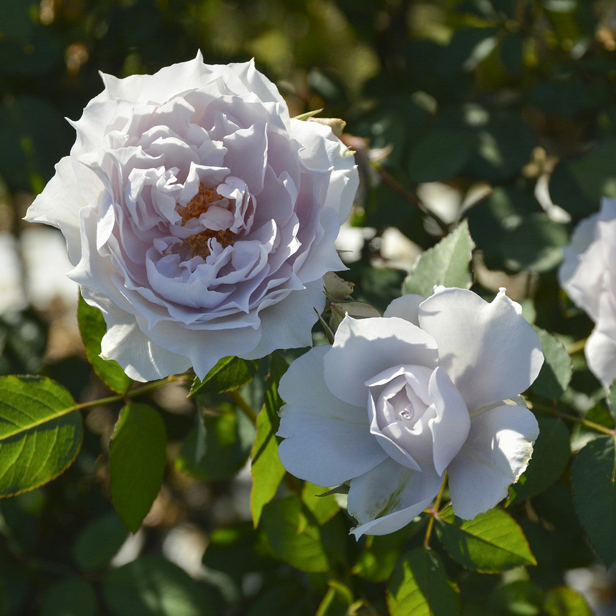 バラ苗ザセレスティアル