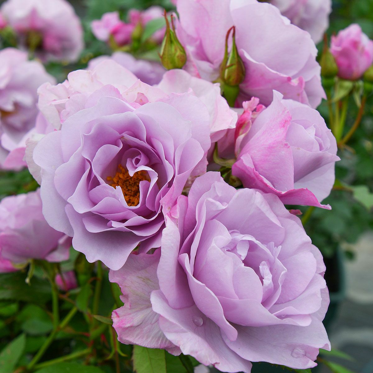 バラ苗 【サマルカンド】 (大苗) フロリバンダ 四季咲き 中輪 紫系