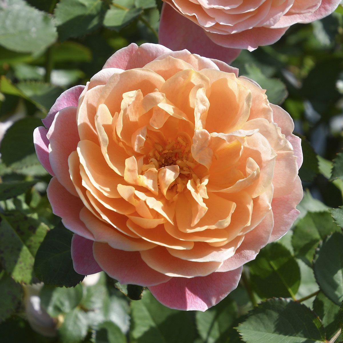 ロサオリエンティス／プログレッシオ | THE ROSE SHOP｜バラ専門店 ザ