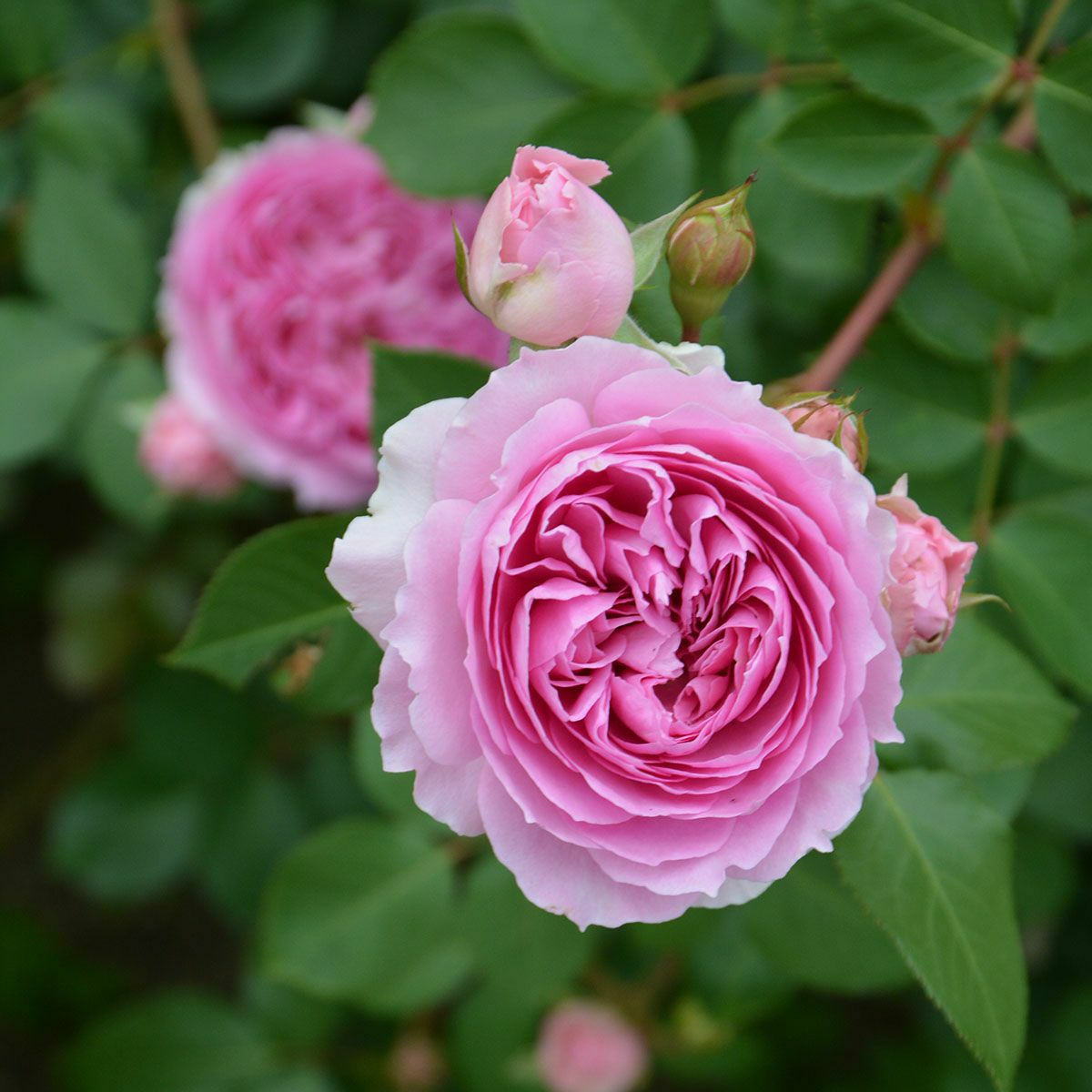 ロサオリエンティス／プログレッシオ | THE ROSE SHOP｜バラ専門店 ザ