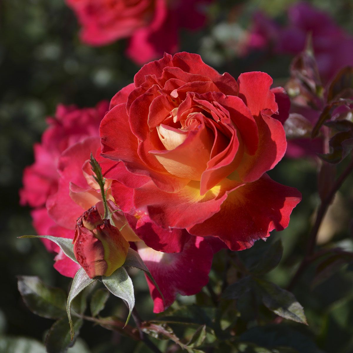 バラ苗ピュール