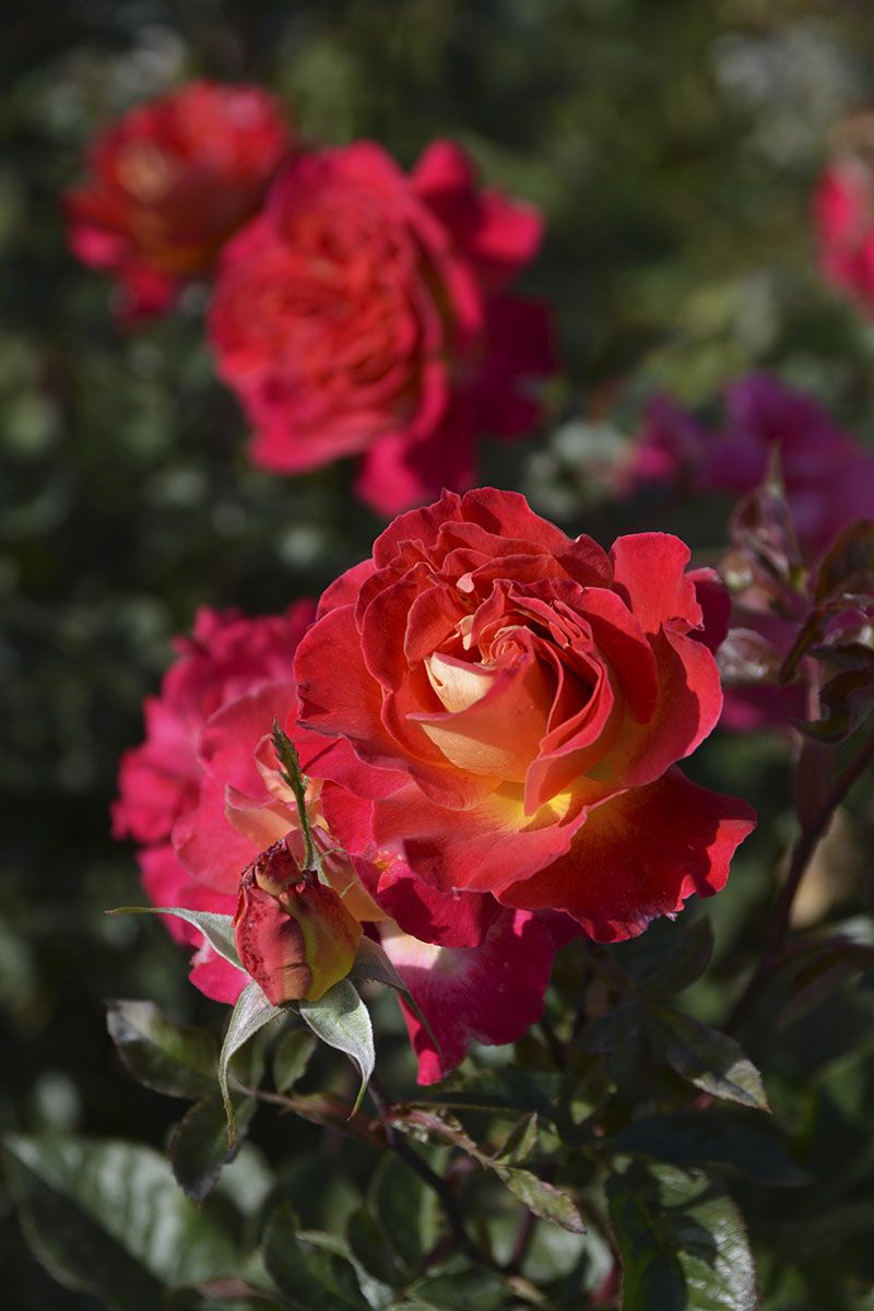 バラ苗ピュール