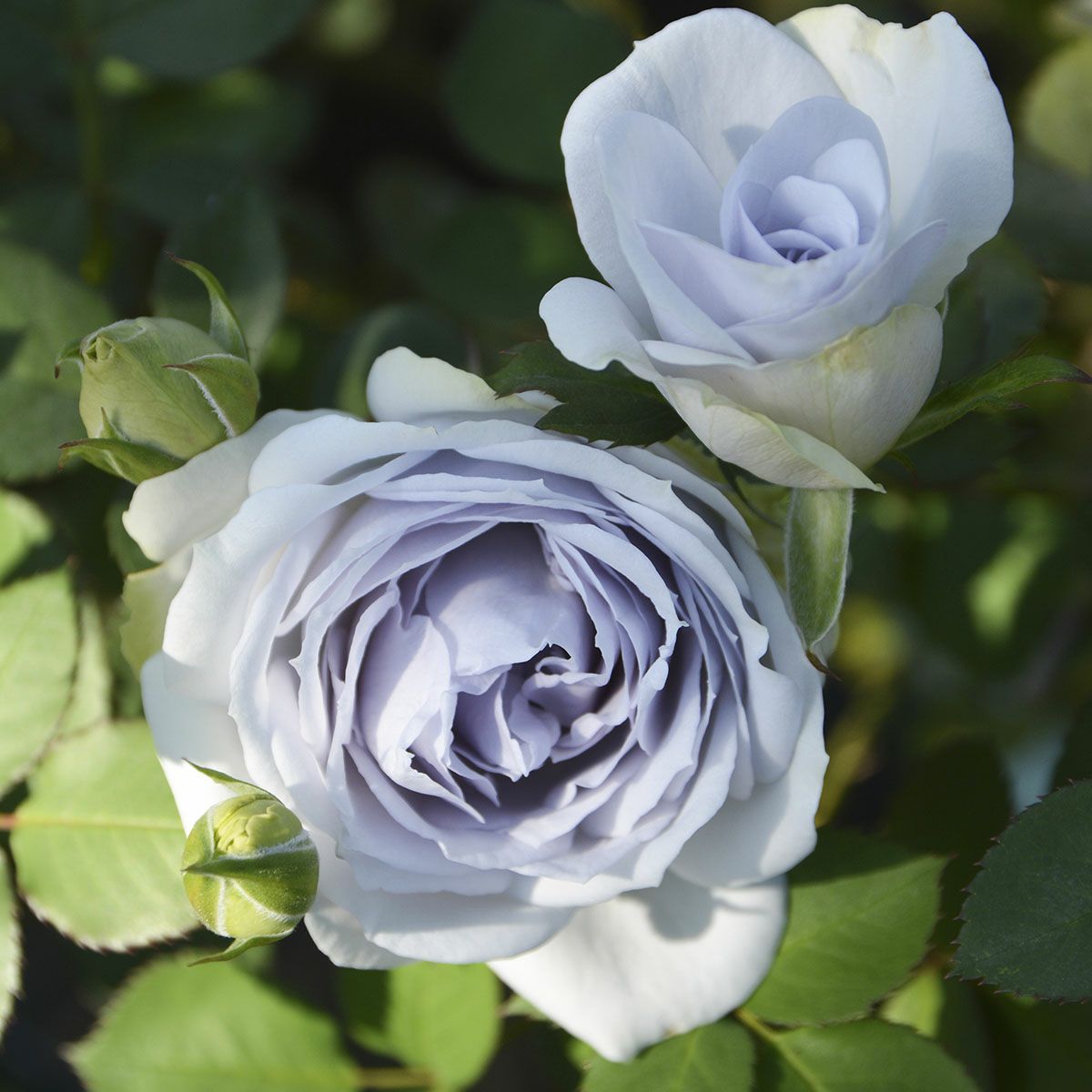 予約苗 バラ苗 【ポルトブルー】 (大苗裸苗) フロリバンダ 四季咲き 中