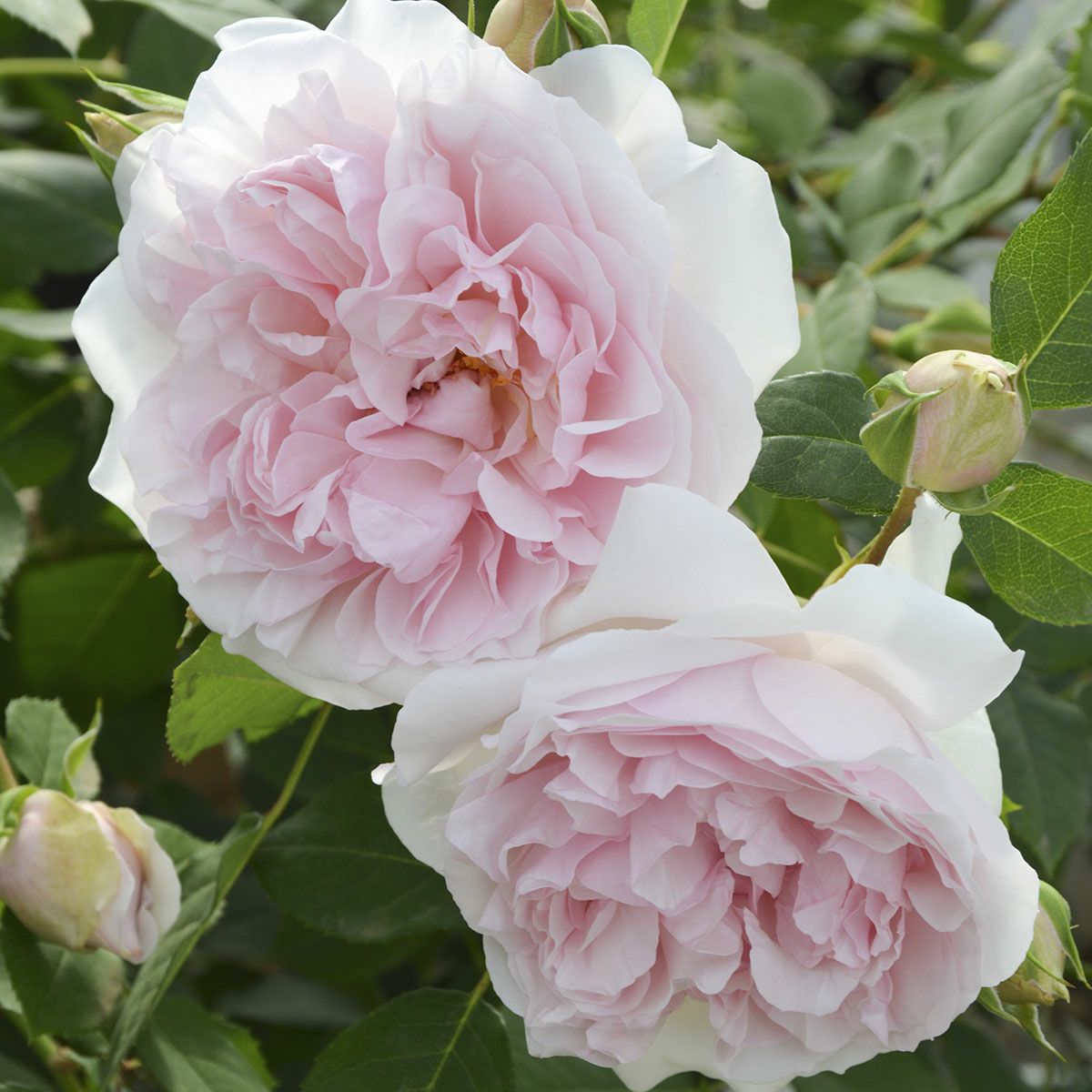 予約苗 バラ苗 【メイドインヘブン】 (大苗裸苗) シュラブ 半つる性