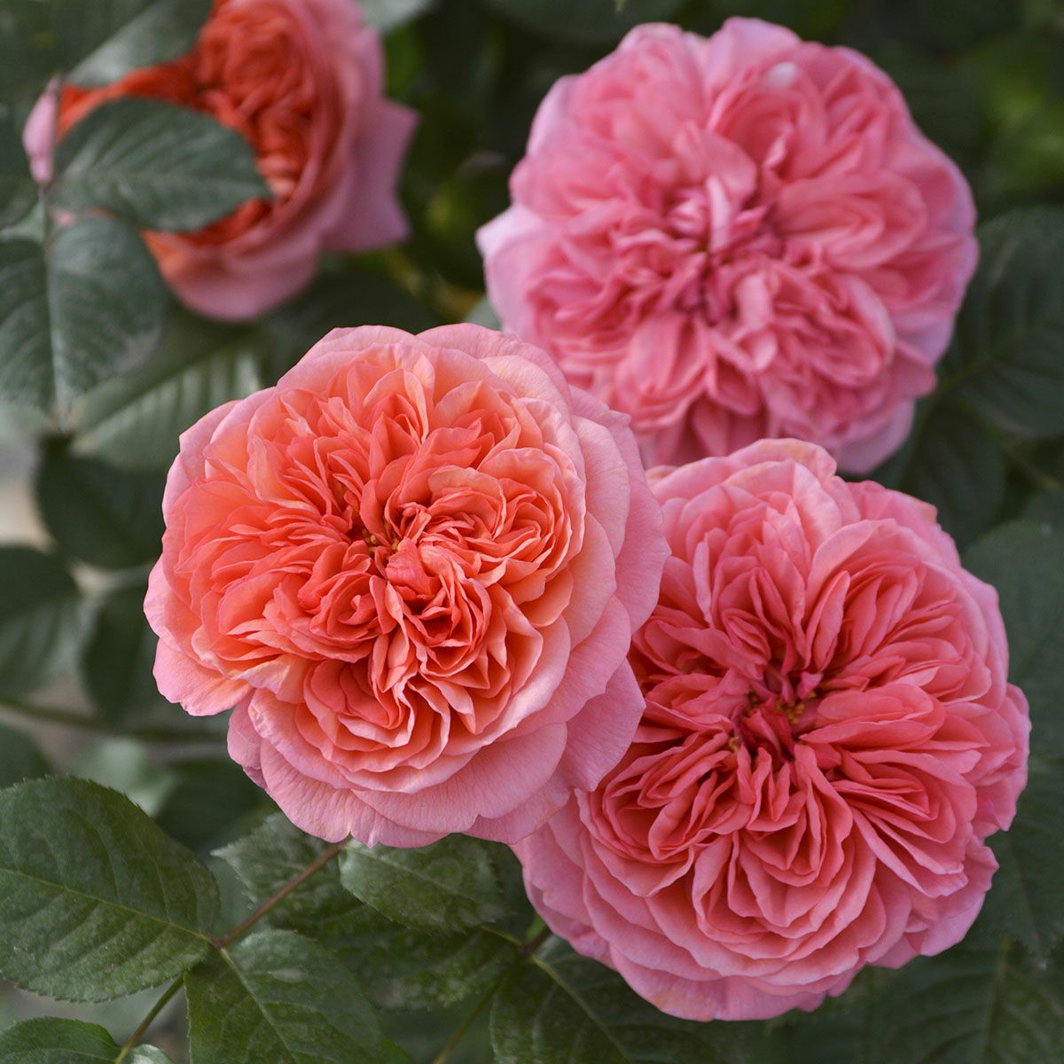 ロサオリエンティス／プログレッシオ | THE ROSE SHOP｜バラ専門店 ザ