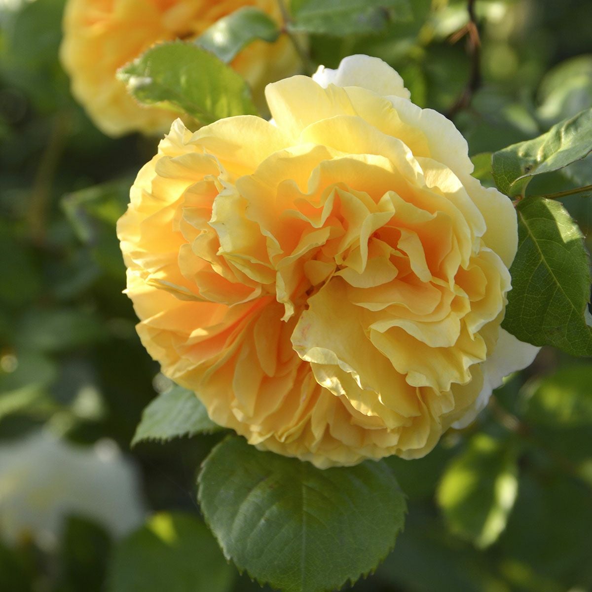 新品種・新入荷品種 | THE ROSE SHOP｜バラ専門店 ザローズショップ