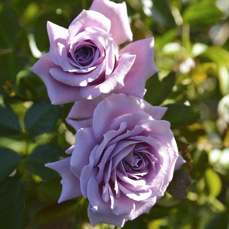 バラ苗リリエンタール