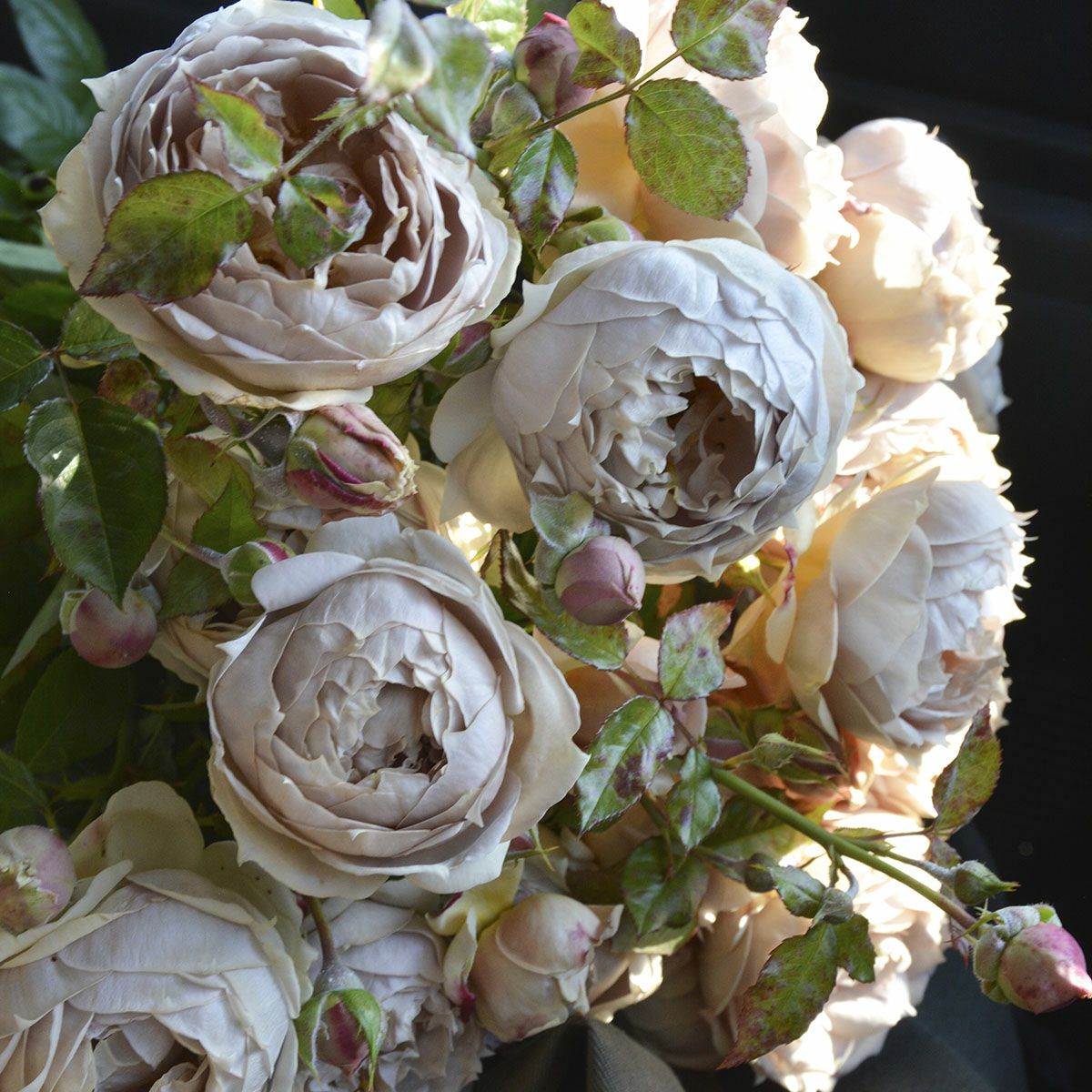 バラ苗 【ルクソール】 (大苗) フロリバンダ 四季咲き 小中輪 ブラウン