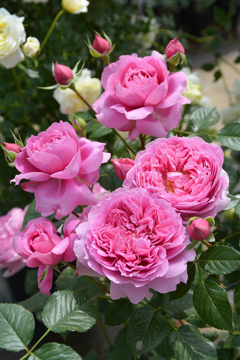 バラ苗プリマヴィスタ