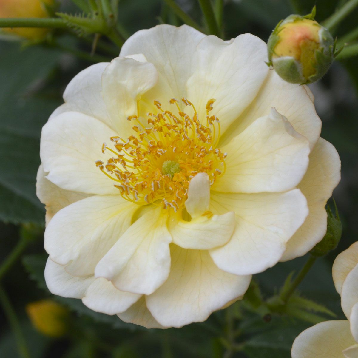 新品種・新入荷品種 | THE ROSE SHOP｜バラ専門店 ザローズショップ