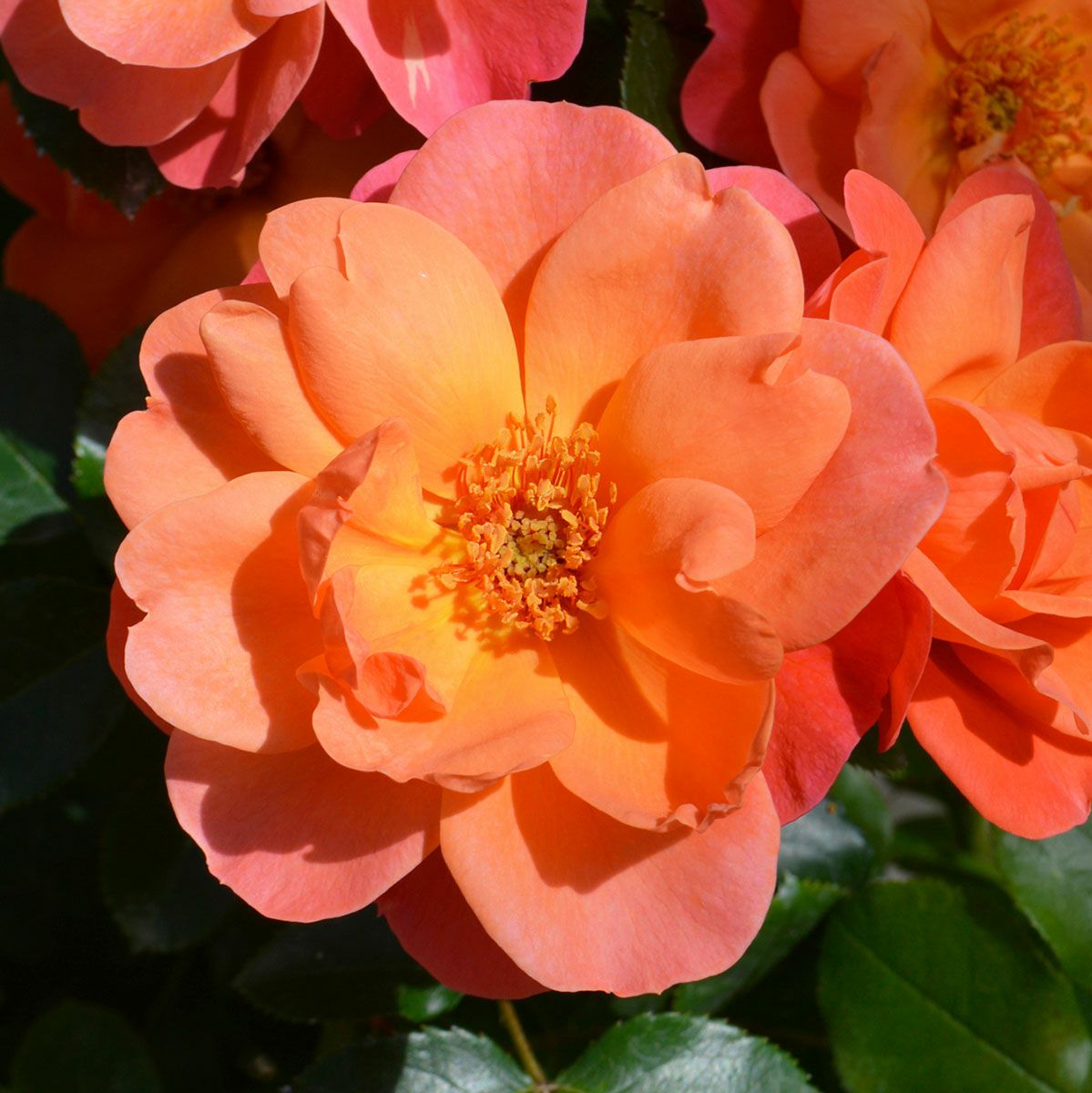 複色系のバラ | THE ROSE SHOP｜バラ専門店 ザローズショップ 本店