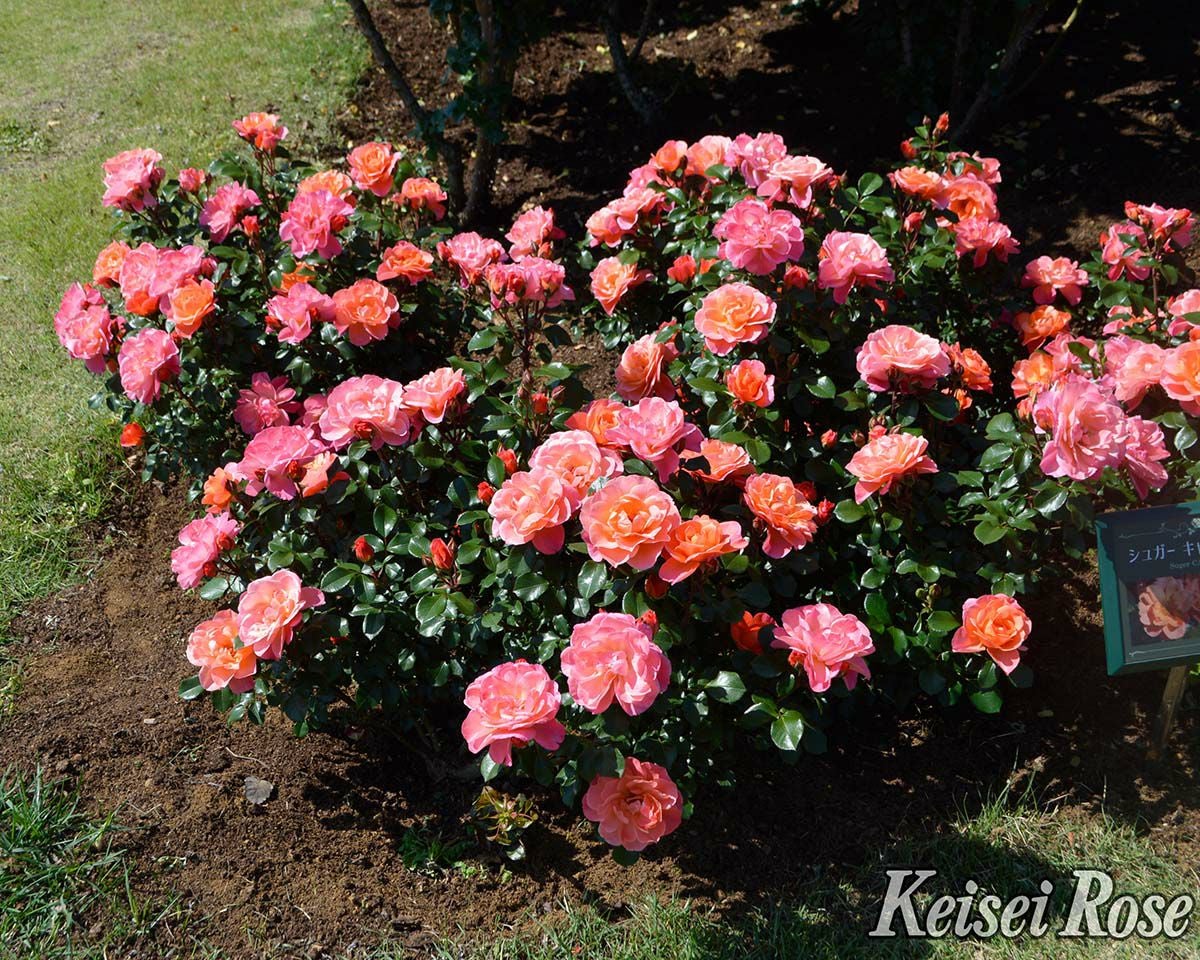 バラ苗シュガーキャンディーローズ