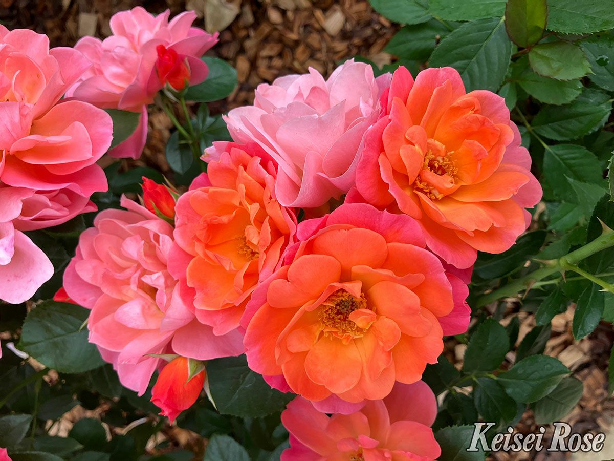 バラ苗シュガーキャンディーローズ