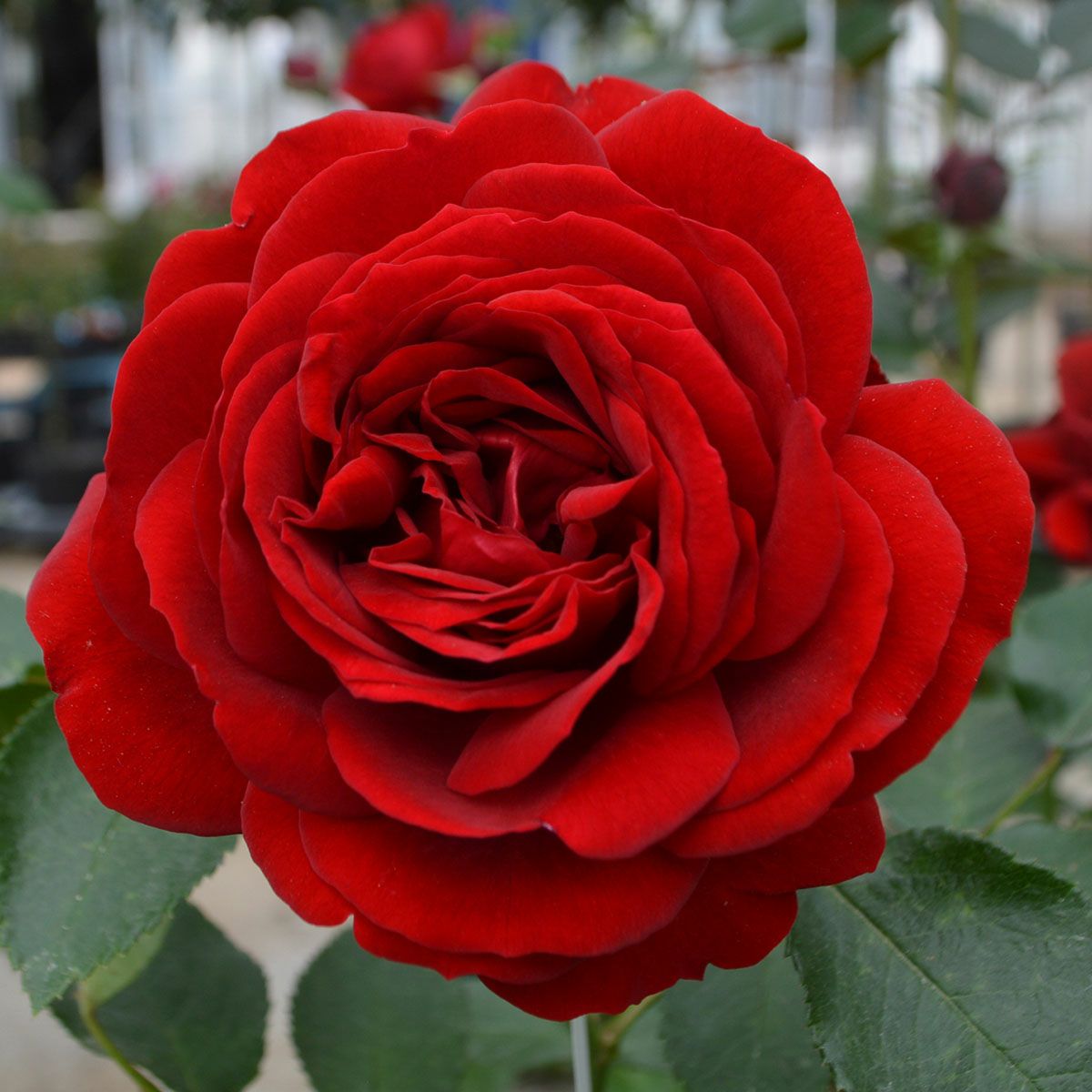 予約苗 バラ苗 【ライデンシャフト】 (大苗裸苗) つるバラ 四季咲き 中