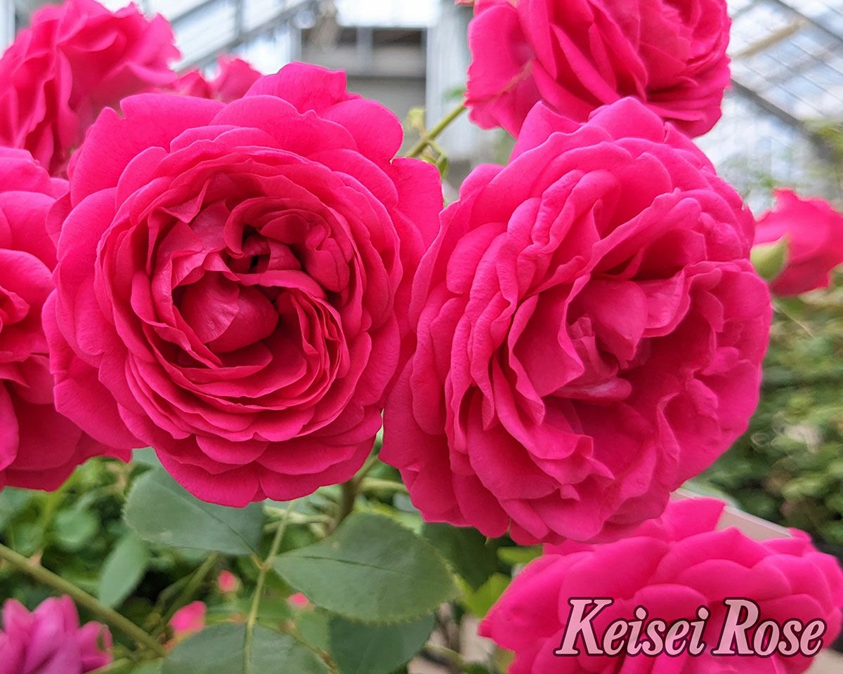 バラ苗紅かさね