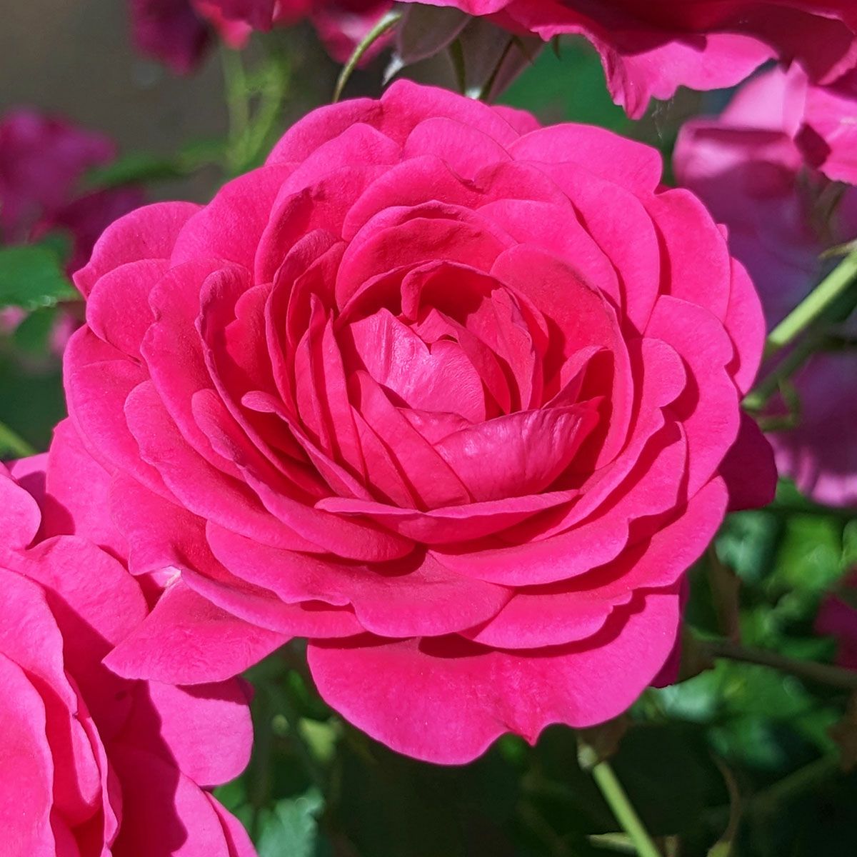 次回2026年秋] 予約裸苗 | THE ROSE SHOP｜バラ専門店 ザローズ