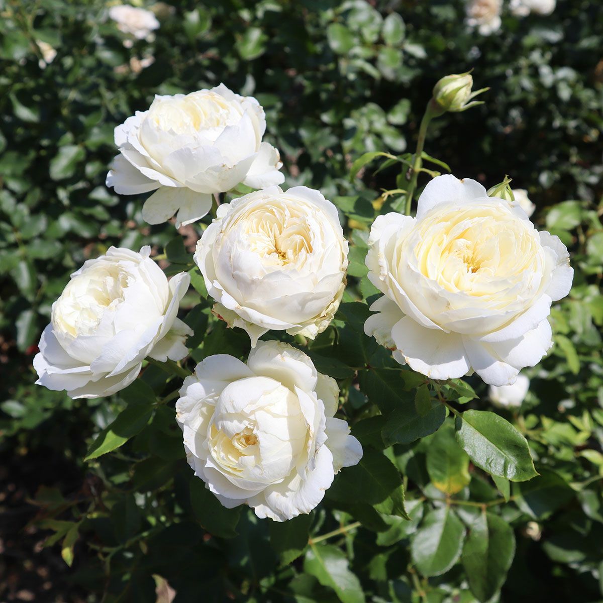 Rose for You | THE ROSE SHOP｜バラ専門店 ザローズショップ 本店