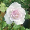 バラ苗 ソフィア