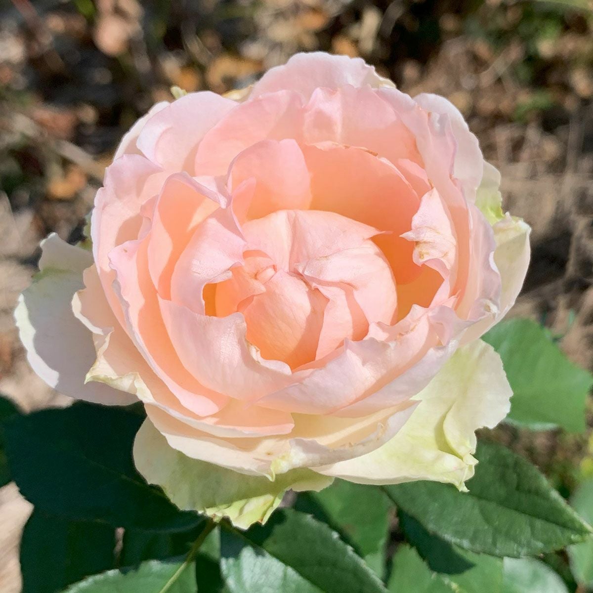 Rose for You | THE ROSE SHOP｜バラ専門店 ザローズショップ 本店