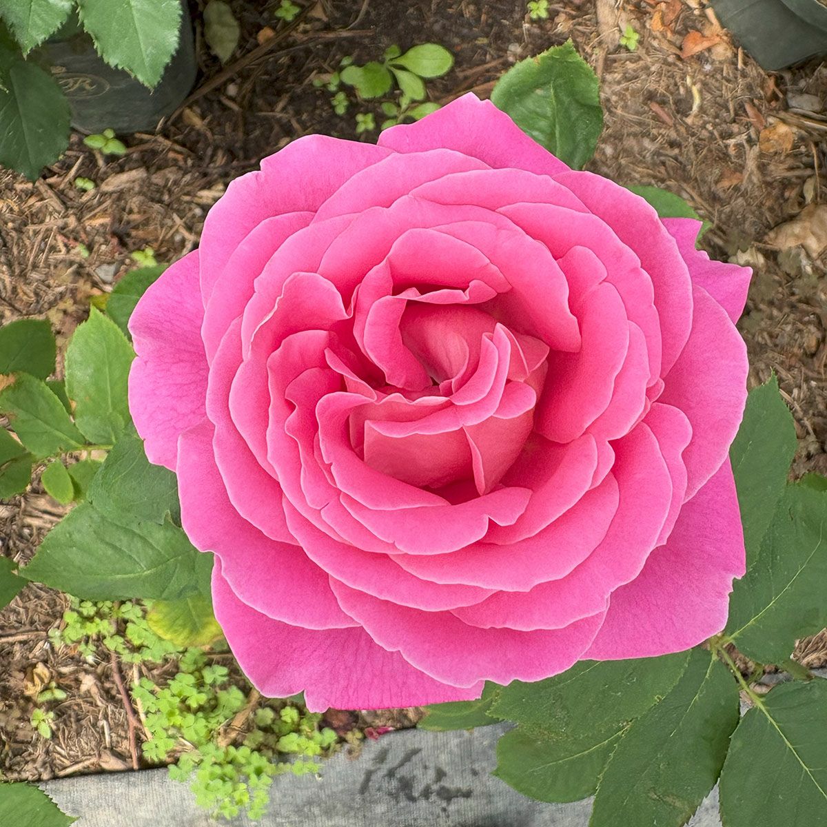 バラ苗ピンクピース