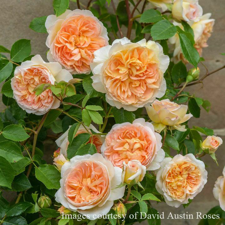 つるバラになるイングリッシュローズ | THE ROSE SHOP｜バラ専門店 ザ