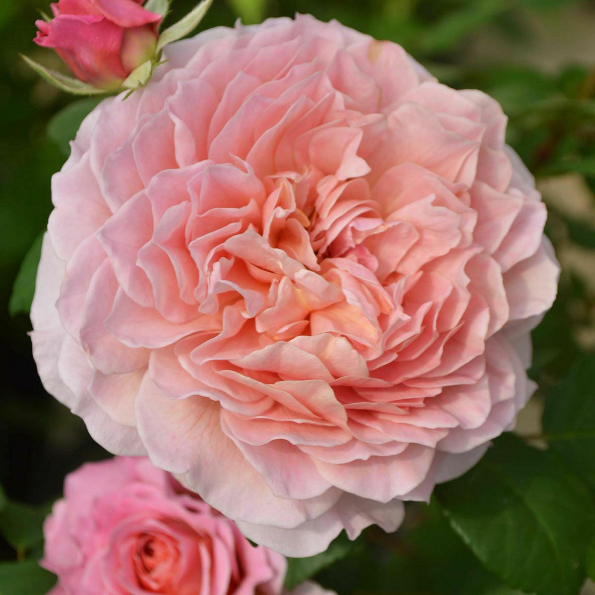 バラ苗 【アイスフォーゲル】 (新苗植え替え) つるバラ 返り咲き 大輪