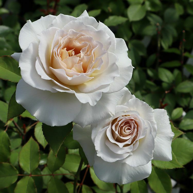 四季咲き大輪 ハイブリッドティー (HT) | THE ROSE SHOP｜バラ専門店