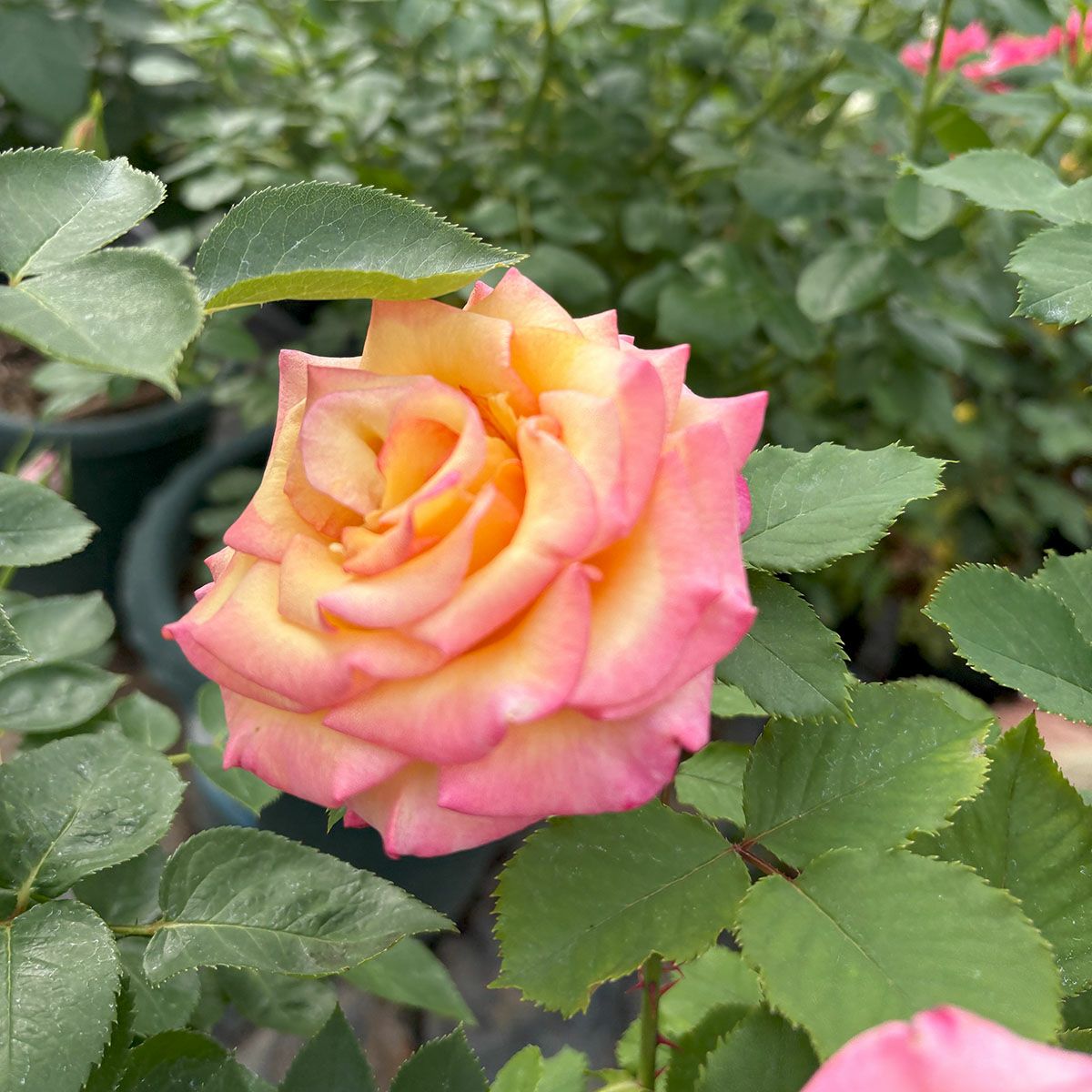 バラ苗ドリームカムトゥルー