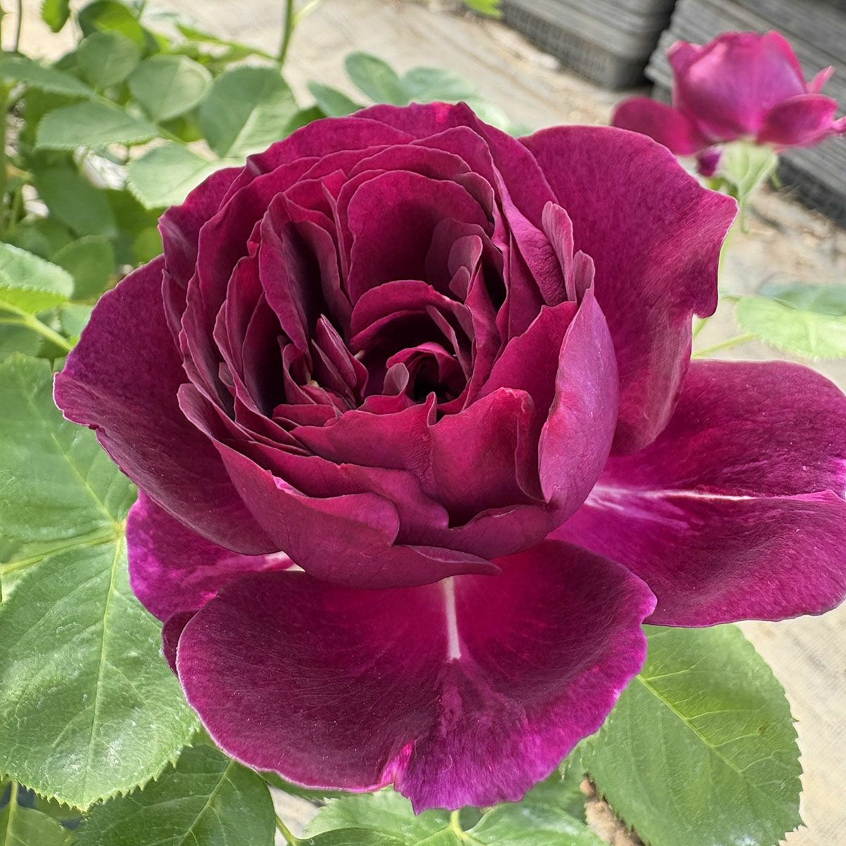 アウトレット】バラ苗 | THE ROSE SHOP｜バラ専門店 ザローズショップ