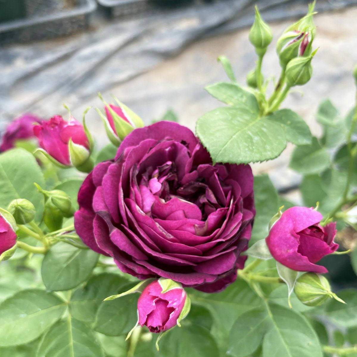 バラ苗トワイライトゾーン