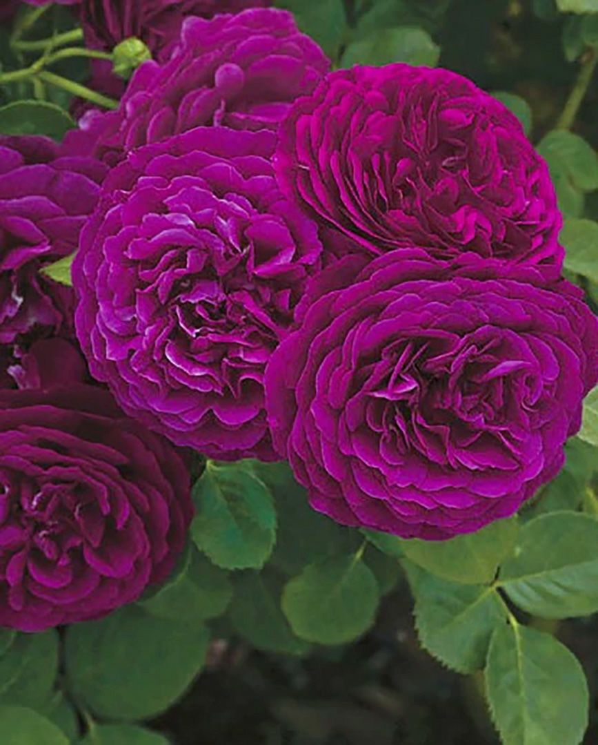 バラ苗トワイライトゾーン