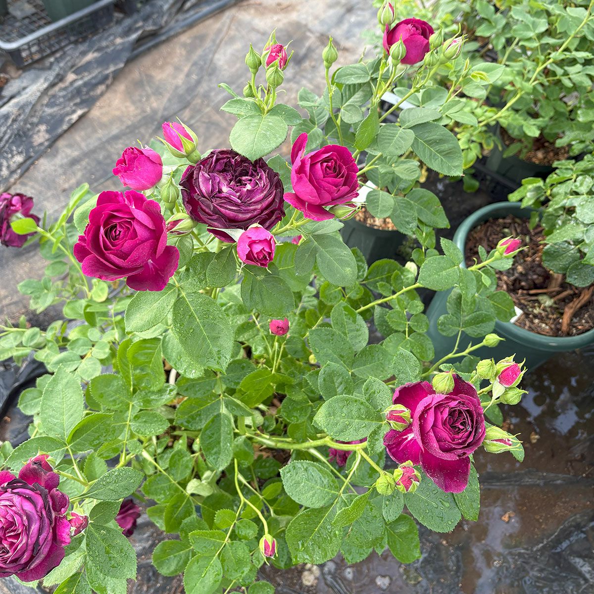 バラ苗トワイライトゾーン