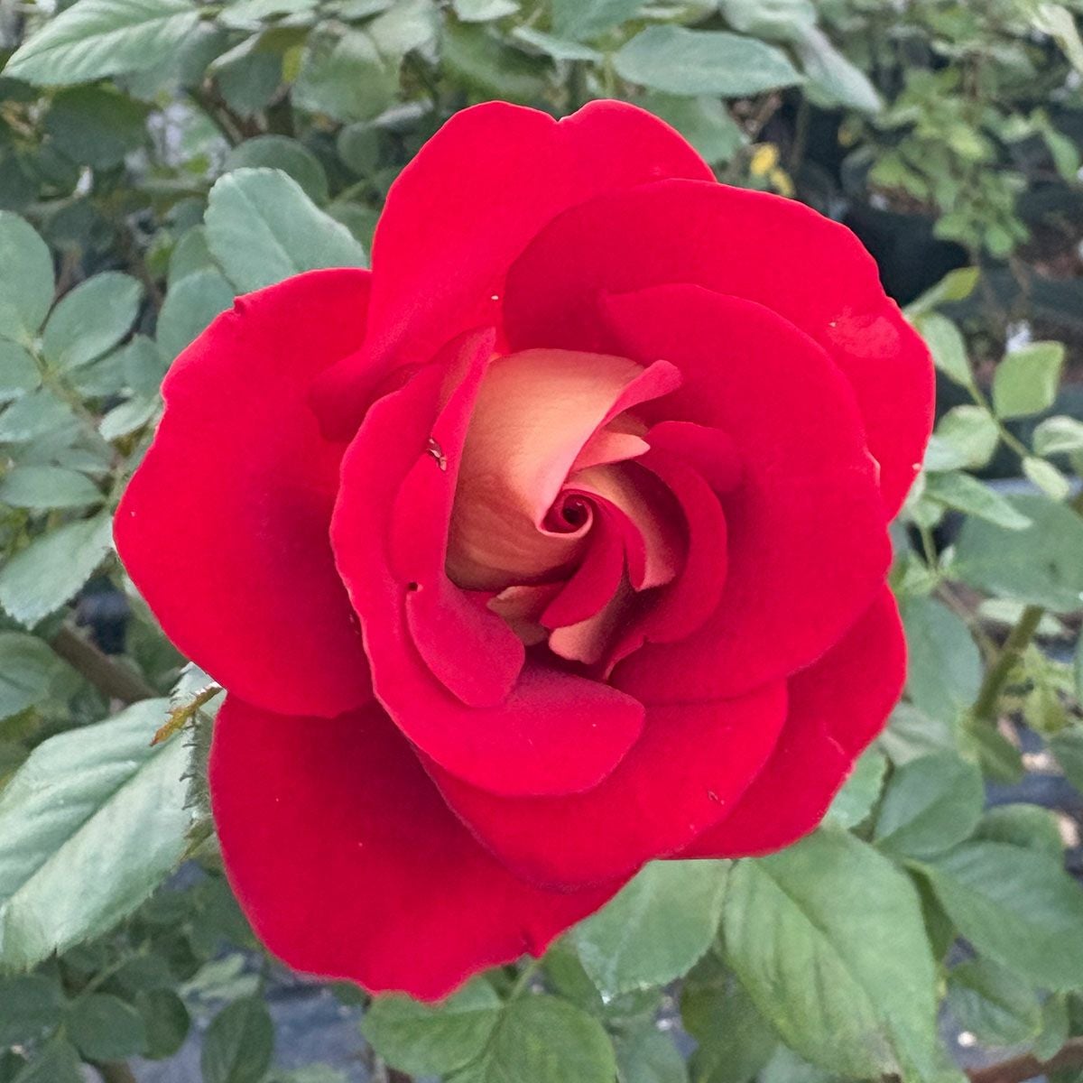 バラ苗ケチャップ＆マスタード