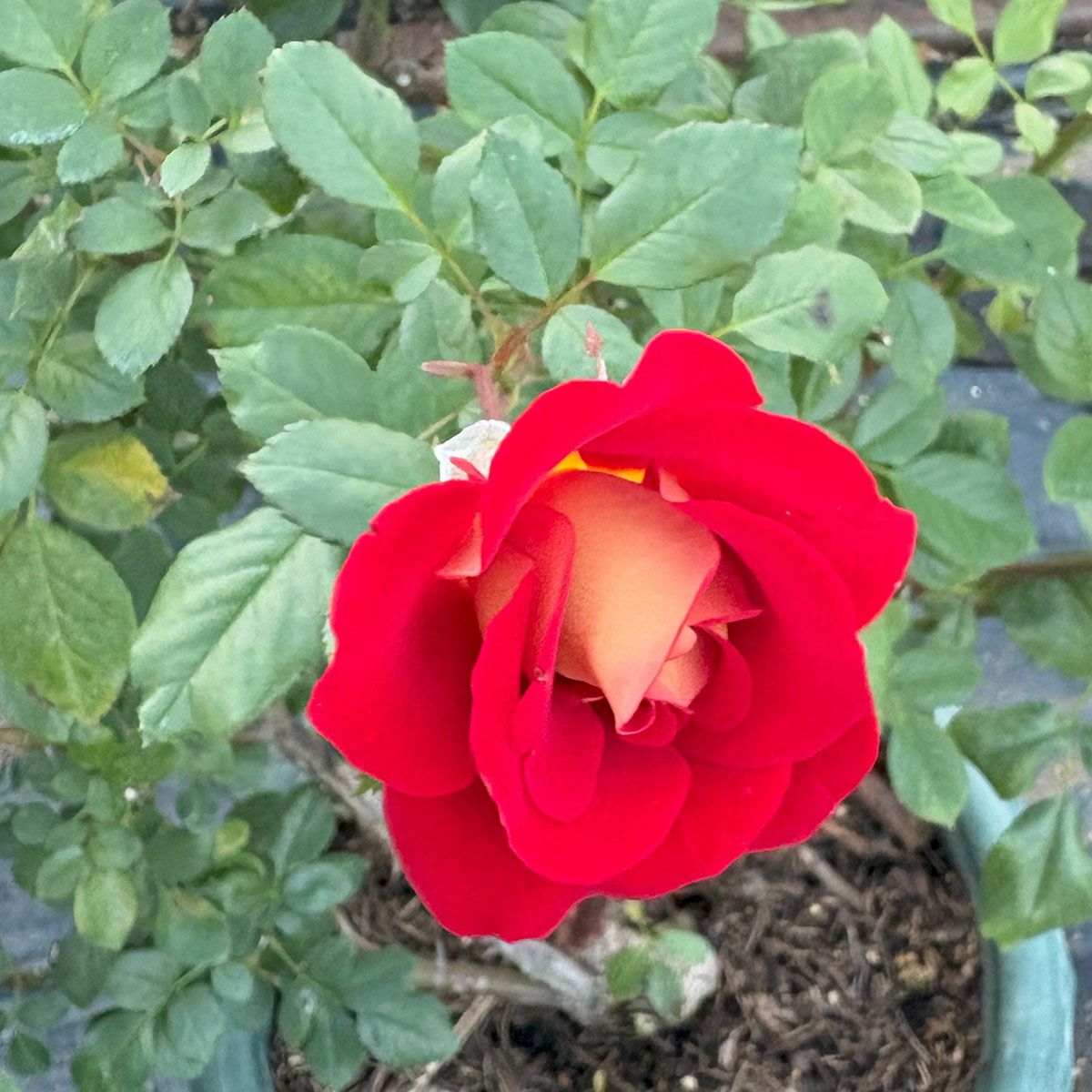 バラ苗ケチャップ＆マスタード