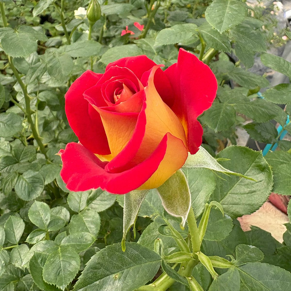 バラ苗ケチャップ＆マスタード