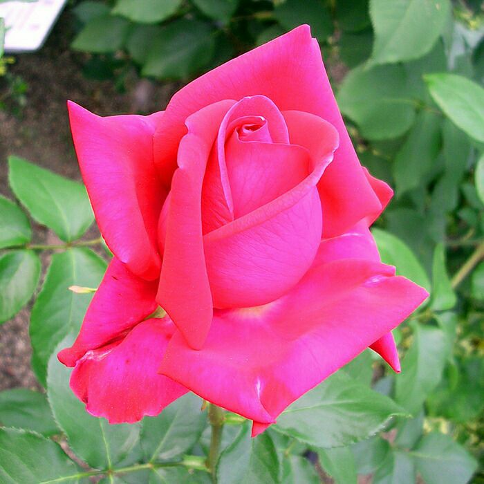 アウトレット】バラ苗 | THE ROSE SHOP｜バラ専門店 ザローズショップ