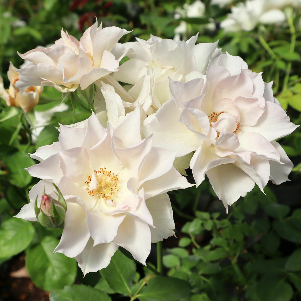 バラ苗 【スノーフレーク】 (アウトレット苗) シュラブ 四季咲き 小輪