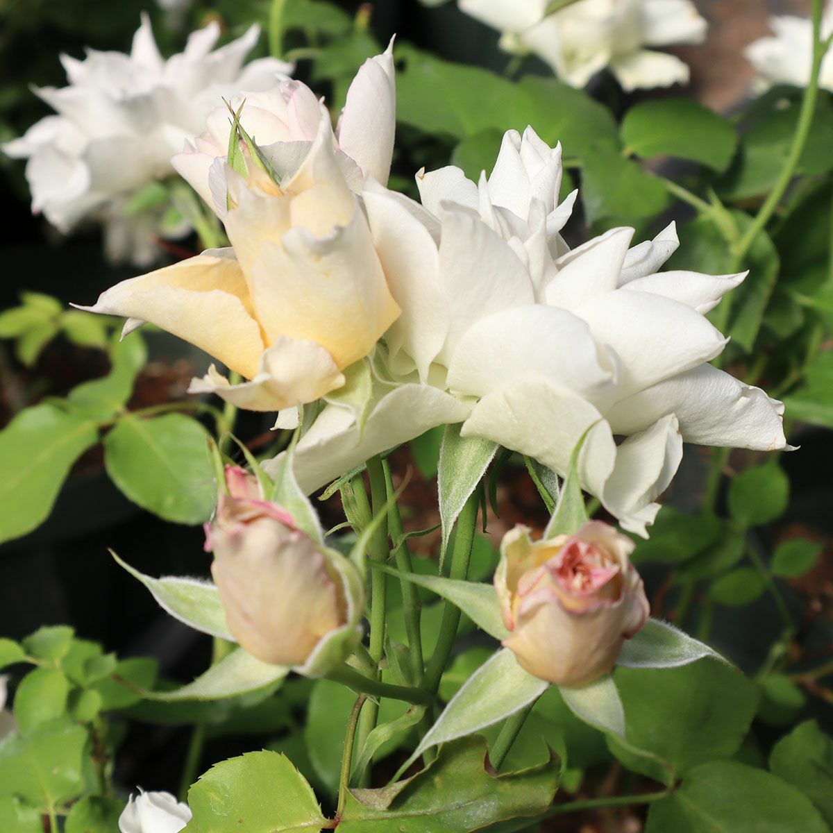 バラ苗スノーフレーク