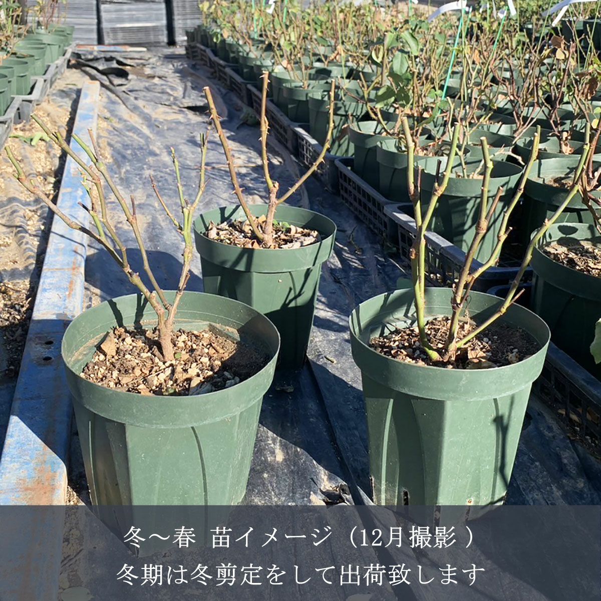 バラ苗スノーフレーク