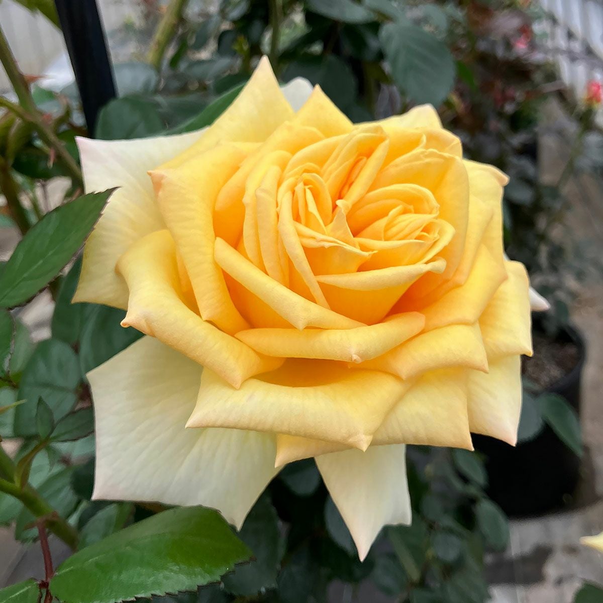 四季咲き大輪 ハイブリッドティー (HT) | THE ROSE SHOP｜バラ専門店