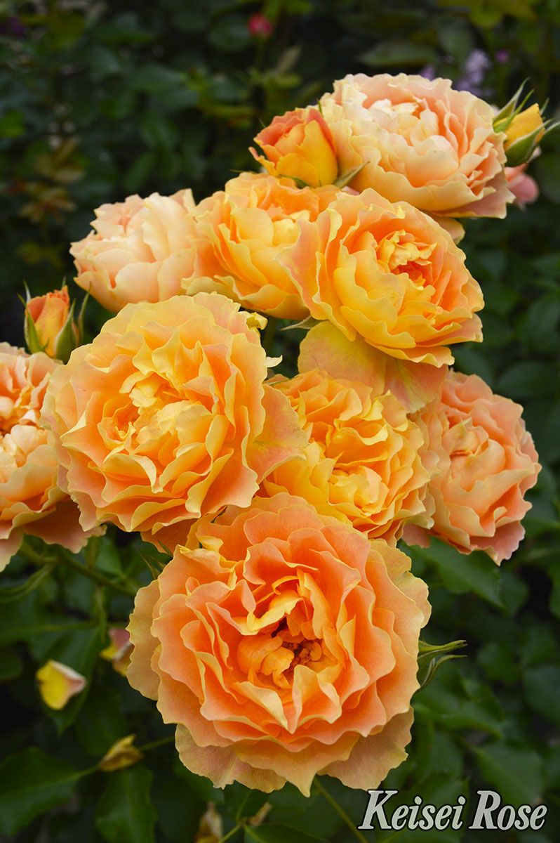 バラ苗アプリコットシフォン