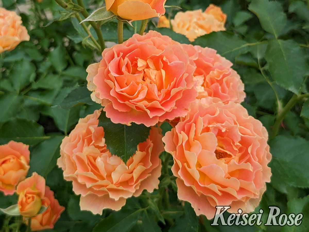 バラ苗アプリコットシフォン