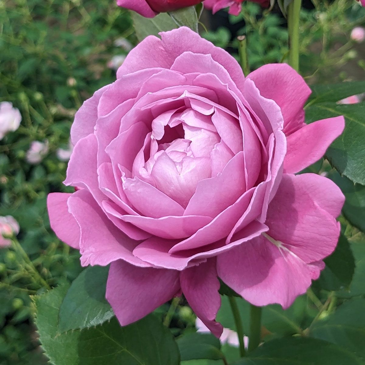 予約苗 バラ苗 【恋いづな (こいいづな)】 (新苗) フロリバンダ